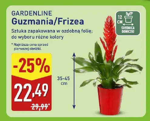 Frizea  promocja w Aldi