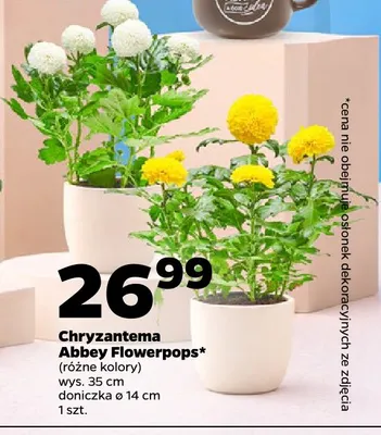 Chryzantema Abbey Flowerpops promocja w Netto