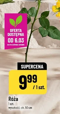 Róża promocja w POLOmarket