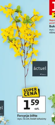 Forsycja żółta promocja w Auchan