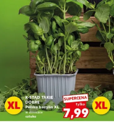 Bazylia polska XL w doniczce promocja w Kaufland