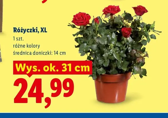 Różyczki Xl promocja w Lidl