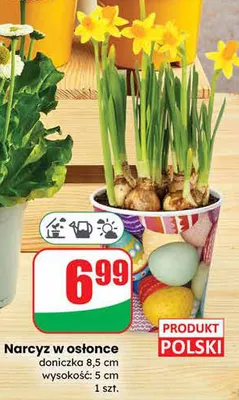 Narcyz w osłonce doniczka 8.5cm wysokość: 5cm promocja w Dino