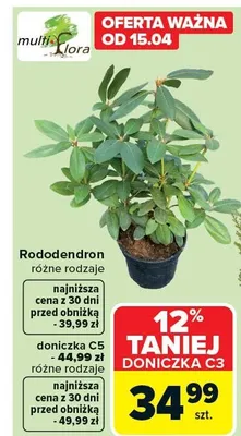 Rododendron różne rodzaje doniczka C5 - 44,99 zł różne rodzaje promocja w Carrefour