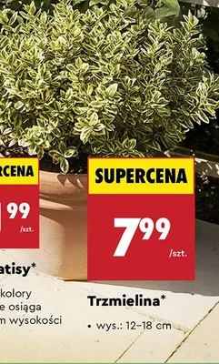 Trzmielina promocja w Biedronka