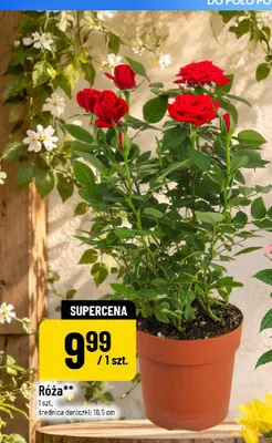 Róża średnica doniczki 10,5 cm promocja w POLOmarket