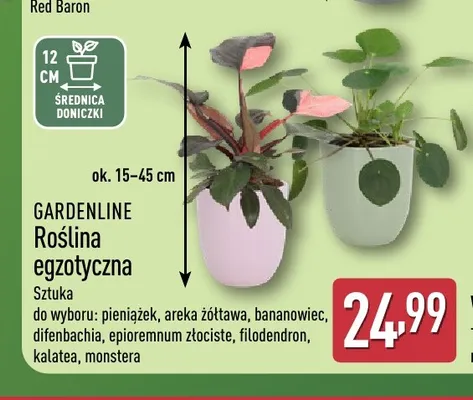 Roślina egzotyczna difenbachia Gardenline promocja w Aldi