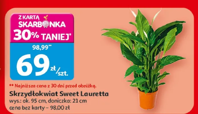 Skrzydłokwiat Sweet Lauretta promocja w Auchan