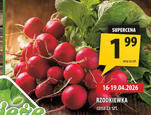 Rzodkiewka promocja w Arhelan
