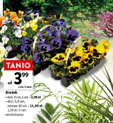 Bratki roślina doniczkowa don. 5,5cm zestaw promocja w Intermarche