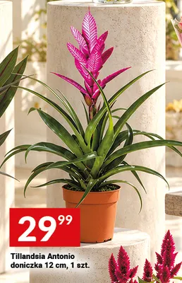 Tillandsia Antonio doniczka 12 cm promocja w Twój Market