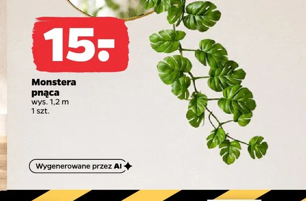 Monstera pnąca promocja w Netto