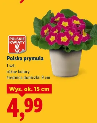 Polska primula Lidl promocja w Lidl