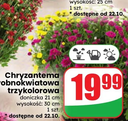 Chryzantema drobnokwiatowa trzykolorowa promocja w Dino