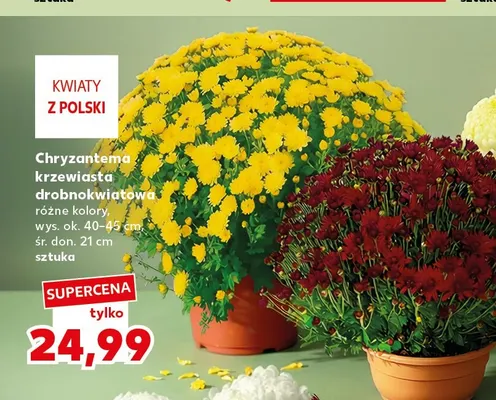 Chryzantema krzewiasta drobnokwiatowa promocja w Kaufland