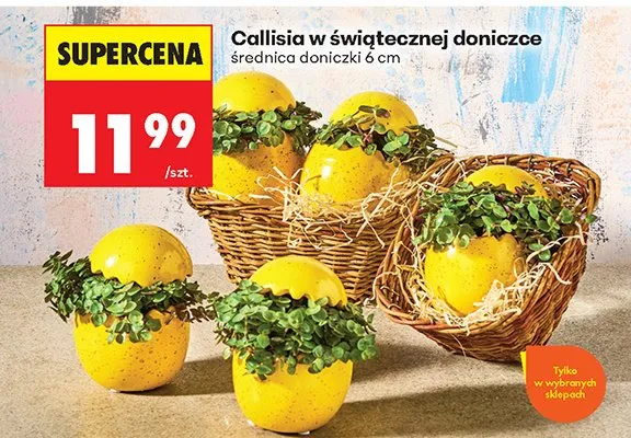 Callisia w świątecznej doniczce promocja w Biedronka