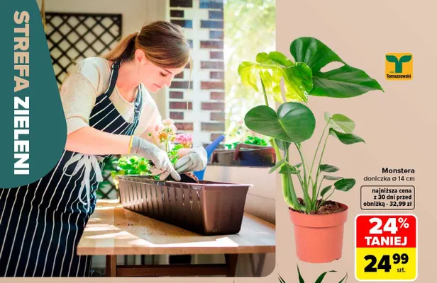 Monstera Tomaszewski promocja w Carrefour
