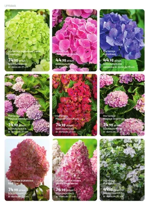 Hortensja Magical Amethyst promocja w Castorama