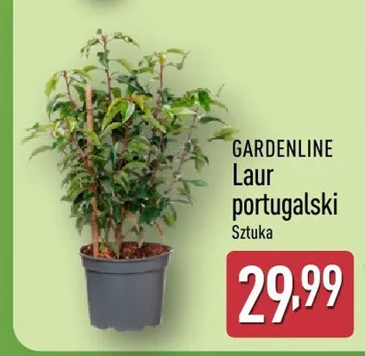 Laur portugalski promocja w Aldi