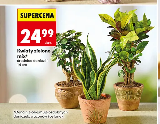 Kwiaty zielone mix średnica doniczki 14 cm promocja w Biedronka
