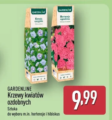 Krzewy kwiatów ozdobnych promocja w Aldi
