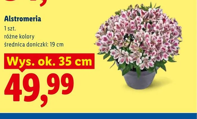 Alstromeria wys. ok. 35cm promocja w Lidl