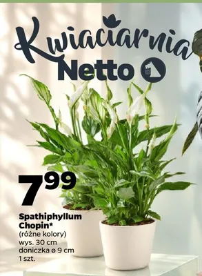 Spathiphyllum Chopin promocja w Netto