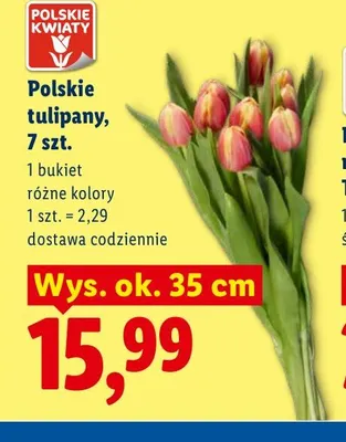 Polskie tulipany 7 szt. promocja w Lidl