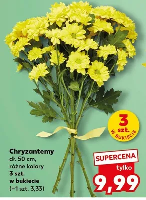 Chryzantemy różne kolory promocja w Kaufland