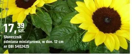 Słonecznik odmiana miniaturowa promocja w OBI