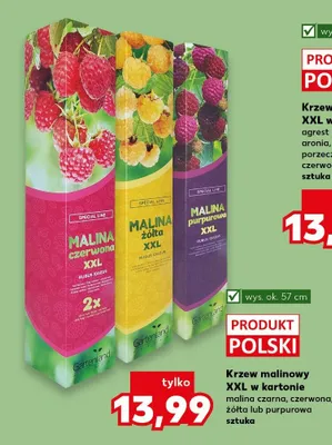 Krzew malinowy XXL w kartonie malina czarna, czerwona, żółta lub purpurowa promocja w Kaufland