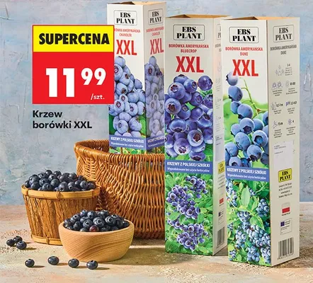 Krzew borówki XXL promocja w Biedronka