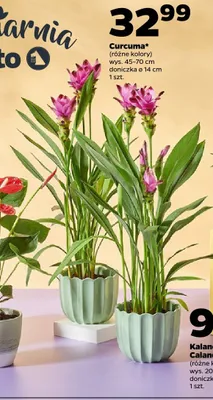 Curcuma promocja w Netto