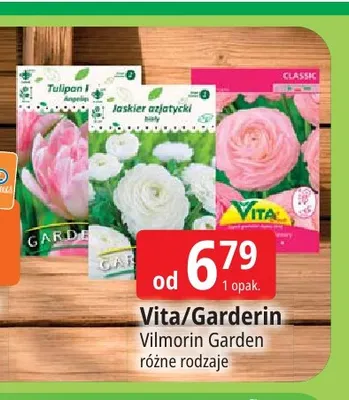 Cebulki kwiatowe Tulipan Angelique Garderin promocja w Leclerc