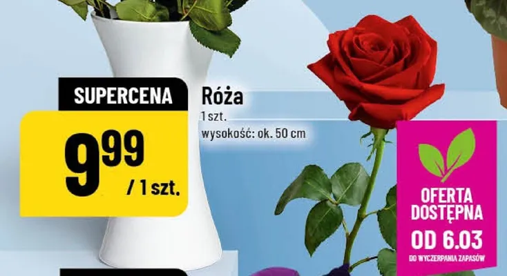 Róża promocja w POLOmarket