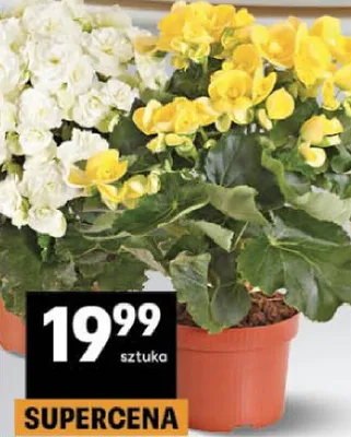 Begonia promocja w Delikatesy Centrum