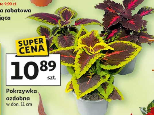Pokrzywka ozdobna w donicy promocja w Auchan
