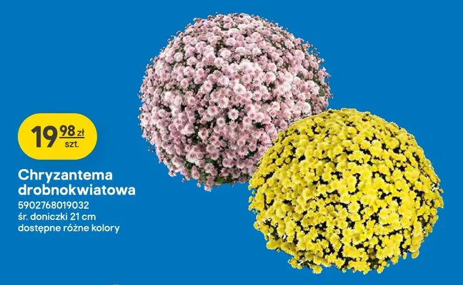 Chryzantema drobnokwiatowa promocja w Castorama
