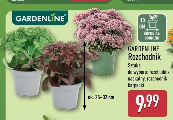 Rozchodnik GARDENLINE promocja w Aldi