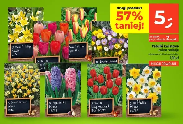 Cebulki kwiatowe promocja w Dealz