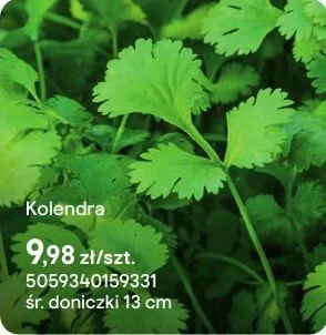 Zioła Kolendra promocja w Castorama