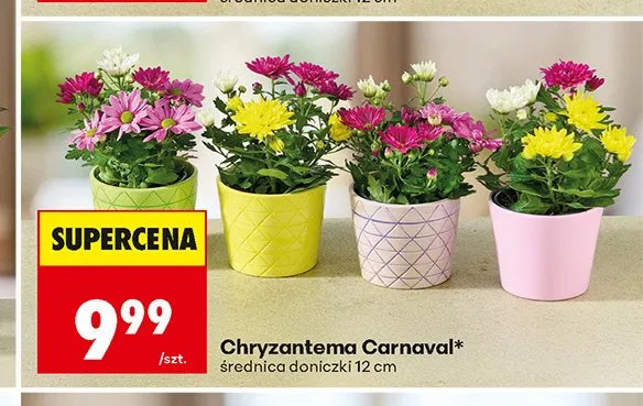 Chryzantema Carnaval promocja w Biedronka
