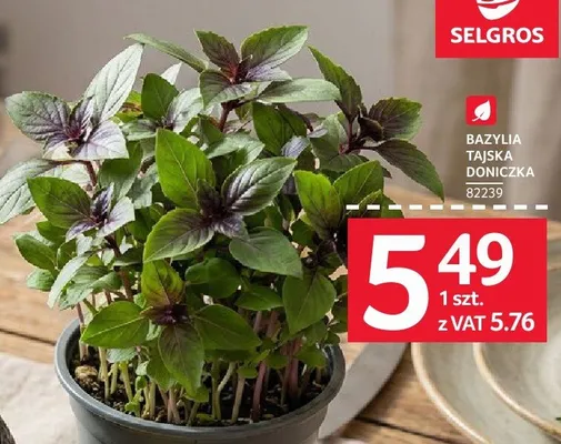Bazylia tajska doniczka promocja w Selgros