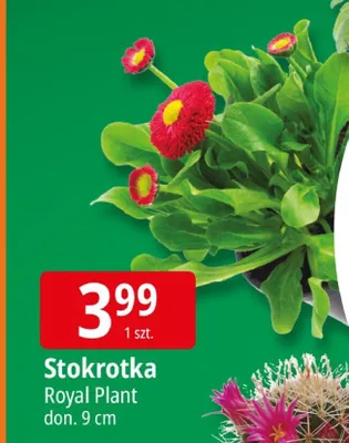 Stokrotka promocja w Leclerc