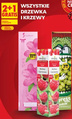 Azalia japońska FructoPLANT promocja w Biedronka