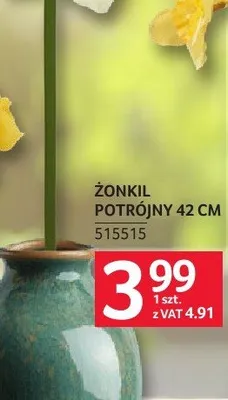 Żonkil potrójny 42 cm promocja w Selgros
