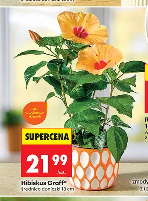 Hibiskus Graff promocja w Biedronka