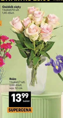 Róża wys. 50cm promocja w Delikatesy Centrum