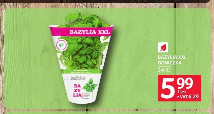 Bazylia XXL doniczka promocja w Selgros