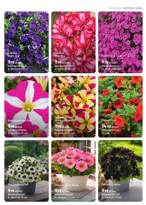 Petunia Mix promocja w Castorama